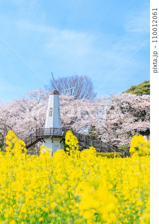 「埼玉県」見晴公園の風車と菜の花畑 さいたま市 「埼玉県」見晴公園の風車と菜の花畑 さいたま市 110012061