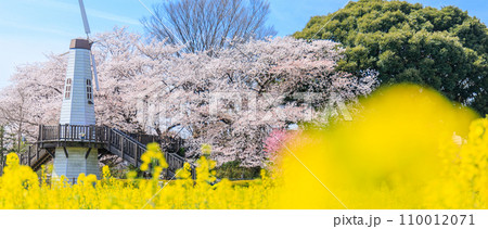 「埼玉県」見晴公園の風車と菜の花畑　さいたま市 110012071
