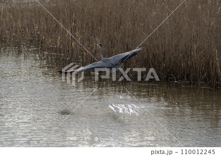 葭原の夕暮れ サギ科アオサギの飛翔 葭原の夕暮れ サギ科アオサギの飛翔 110012245