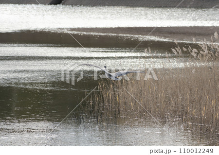 葭原の夕暮れ　サギ科アオサギの飛翔 110012249