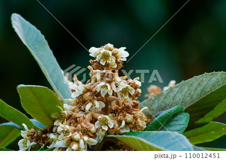 バラ科ビワの花咲く バラ科ビワの花咲く 110012451