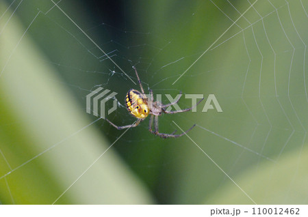ドヨウオニグモ(北海道・鶴居村) ドヨウオニグモ(北海道・鶴居村) 110012462