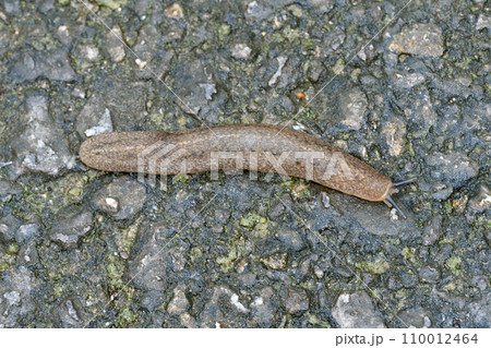 ナメクジの一種(沖縄県・石垣島) ナメクジの一種(沖縄県・石垣島) 110012464