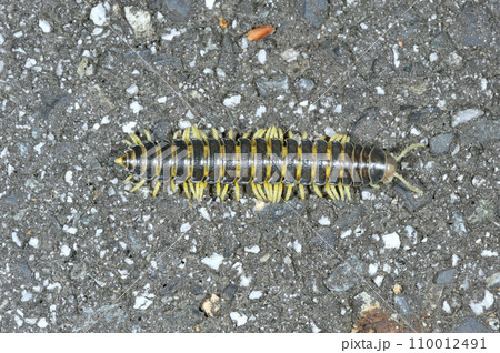 ヤスデの一種（岡山県・新見市） 110012491