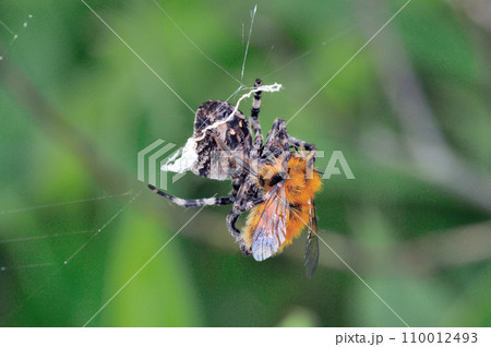 ハチを捕えたヤマオニグモの雌(北海道・鶴居村) ハチを捕えたヤマオニグモの雌(北海道・鶴居村) 110012493