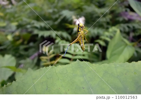 飛び上がったサッポロフキバッタ(北海道・鹿追町) 飛び上がったサッポロフキバッタ(北海道・鹿追町) 110012563