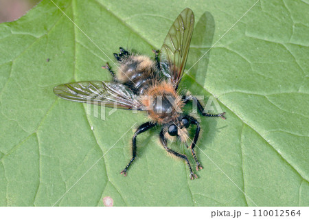 チャイロオオイシアブ（北海道・層雲峡） 110012564