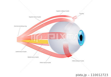 Extraocular muscles anatomy Extraocular muscles anatomy 110012723