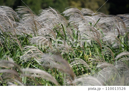 風に揺れるススキ 風に揺れるススキ 110013526