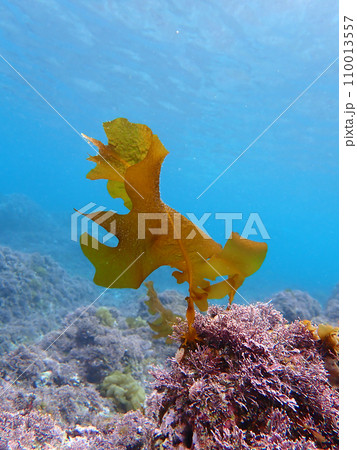 ワカメ　 110013557