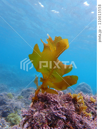 ワカメ　水中 110013558