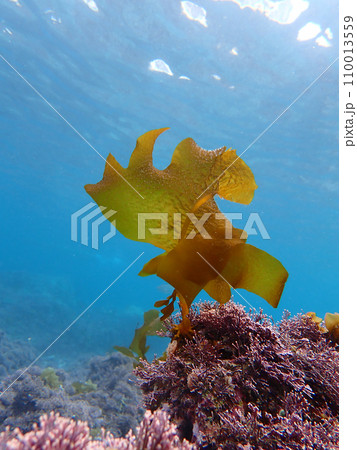 ゆれるゆれる　海中 110013559