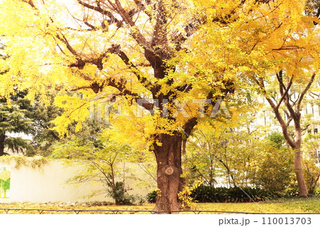黄色に染まる秋の公園 110013703