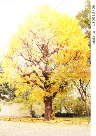 秋の公園の黄色い銀杏の木 110013706