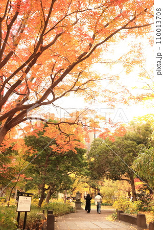 秋の紅葉が美しい散歩道 秋の紅葉が美しい散歩道 110013708