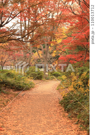 秋の紅葉が美しい散歩道 秋の紅葉が美しい散歩道 110013712