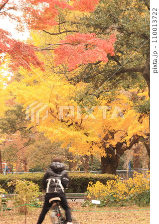 黄色に染まる秋の公園 黄色に染まる秋の公園 110013722