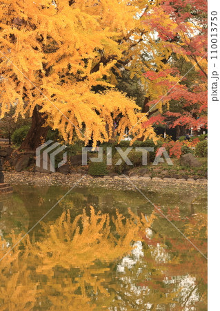 水面に映る紅葉 水面に映る紅葉 110013750