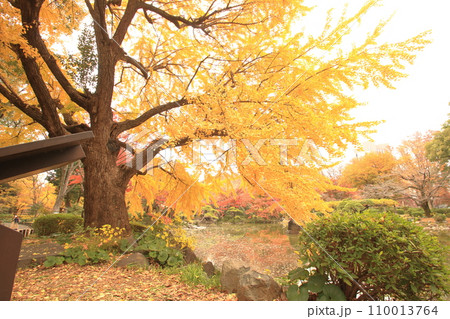 黄色に染まる秋の公園 黄色に染まる秋の公園 110013764
