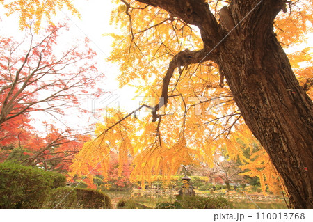 黄色に染まる秋の公園 黄色に染まる秋の公園 110013768