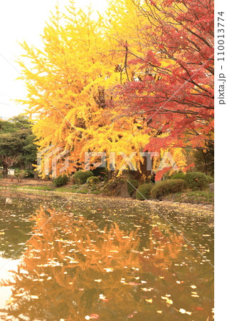 水面に映る紅葉 水面に映る紅葉 110013774