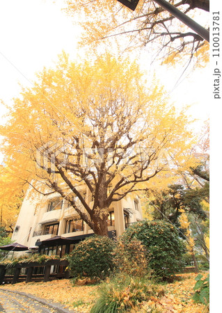 黄色に染まる秋の公園 110013781