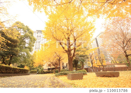 黄色に染まる秋の公園 黄色に染まる秋の公園 110013786