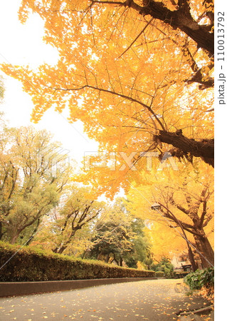 黄色に染まる秋の公園 黄色に染まる秋の公園 110013792