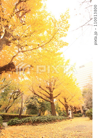 黄色に染まる秋の公園 黄色に染まる秋の公園 110013800