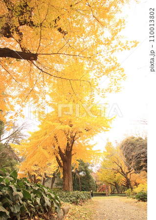 黄色に染まる秋の公園 黄色に染まる秋の公園 110013802