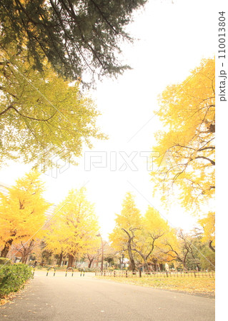 黄色に染まる秋の公園 黄色に染まる秋の公園 110013804