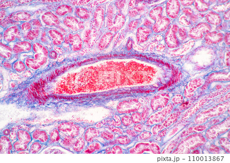 Structure of Tissue of Spleen Human, Liver Human and Kidney Human under the microscope in Lab. Structure of Tissue of Spleen Human, Liver Human and Kidney Human under the microscope in Lab. 110013867