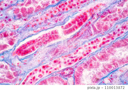 Structure of Tissue of Spleen Human, Liver Human and Kidney Human under the microscope in Lab. Structure of Tissue of Spleen Human, Liver Human and Kidney Human under the microscope in Lab. 110013872