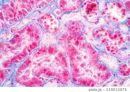 Structure of Tissue of Spleen Human, Liver Human and Kidney Human under the microscope in Lab. Structure of Tissue of Spleen Human, Liver Human and Kidney Human under the microscope in Lab. 110013873