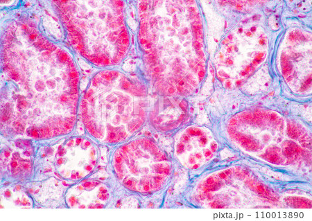 Structure of Tissue of Spleen Human, Liver Human and Kidney Human under the microscope in Lab. Structure of Tissue of Spleen Human, Liver Human and Kidney Human under the microscope in Lab. 110013890