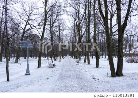 Row of Trees at Peterhof Palace in St. Petersburg, Russia. In winter. Row of Trees at Peterhof Palace in St. Petersburg, Russia. In winter. 110013891