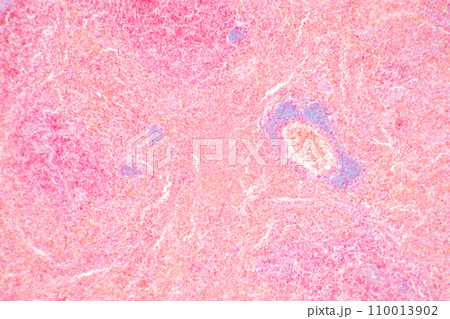 Structure of Tissue of Spleen Human, Liver Human and Kidney Human under the microscope in Lab. 110013902