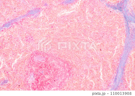 Structure of Tissue of Spleen Human, Liver Human and Kidney Human under the microscope in Lab. 110013908