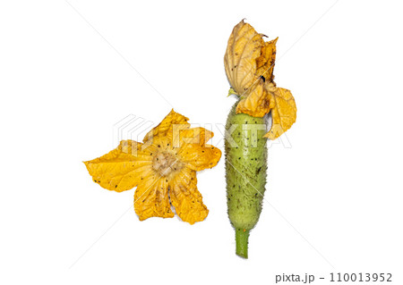 Plant Structure of Flowers, Fruits and Seeds in Laboratory. Plant Structure of Flowers, Fruits and Seeds in Laboratory. 110013952