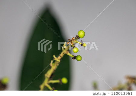 Plant Structure of Flowers, Fruits and Seeds in Laboratory. Plant Structure of Flowers, Fruits and Seeds in Laboratory. 110013961