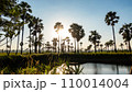 Sugar palm tree and rice filed background. Sugar palm tree in sunset background. 110014004