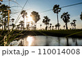 Sugar palm tree and rice filed background. Sugar palm tree in sunset background. 110014008