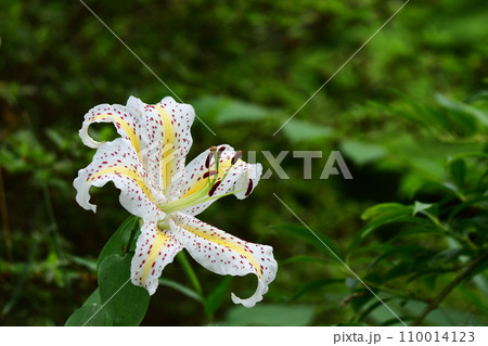 ヤマユリの花 110014123