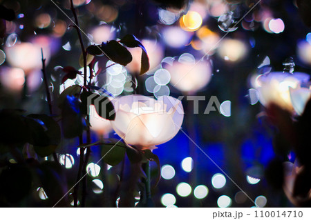 【冬素材】光るバラのイルミネーション 110014710