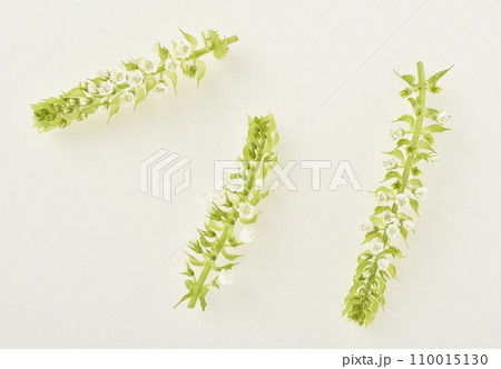 白い花をつけたほじそ 110015130