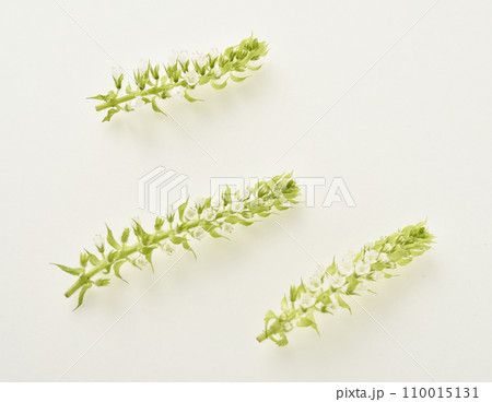 白い花をつけたほじそ 110015131