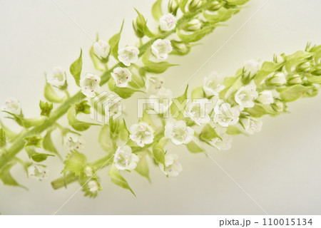 白い花をつけたほじそ 110015134