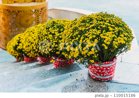decoration and chrysanthemums flowers as symbol of wealth for Tet Lunar New Year decoration and chrysanthemums flowers as symbol of wealth for Tet Lunar New Year 110015186