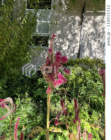 ケイトウ(ヤチヨケイトウ) Celosia cristata ヒヨ属 ケイトウ(ヤチヨケイトウ) Celosia cristata ヒヨ属 110015312
