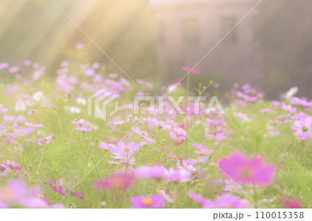 光が降りそそぐ夕景のコスモス(特殊撮影による柔らかいトーン) 光が降りそそぐ夕景のコスモス(特殊撮影による柔らかいトーン) 110015358